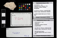 Foto (Objekt + Etikett) von Coelopus sp.  (NHMW-GEO-2014-0194-0219)